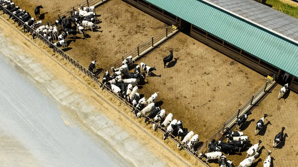 success-with-silage-article.jpg