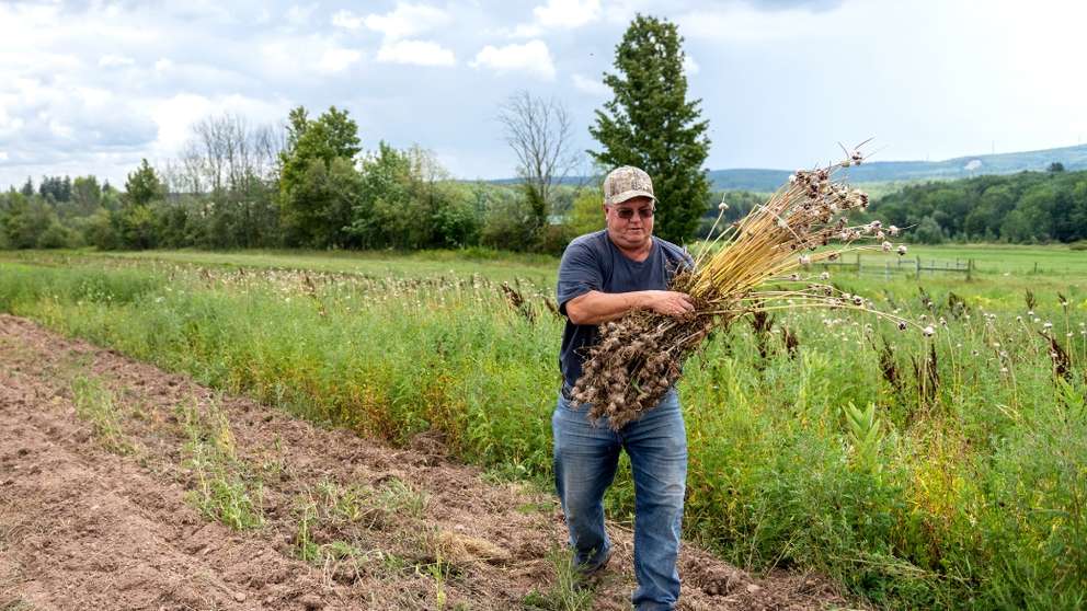 Farmer holds a bundle of garlic in the field