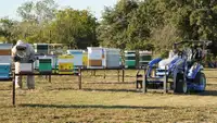 Texas Bees 2