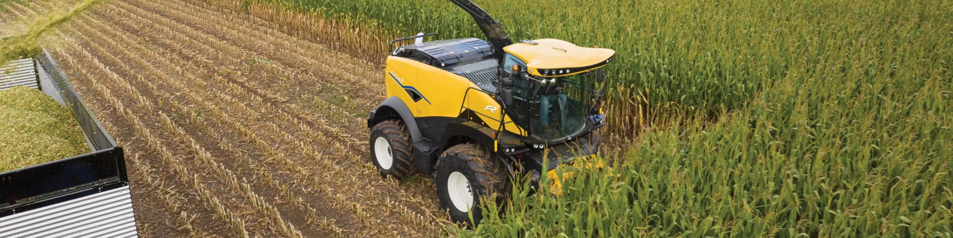 Forage cruiser cutting corn in a field.