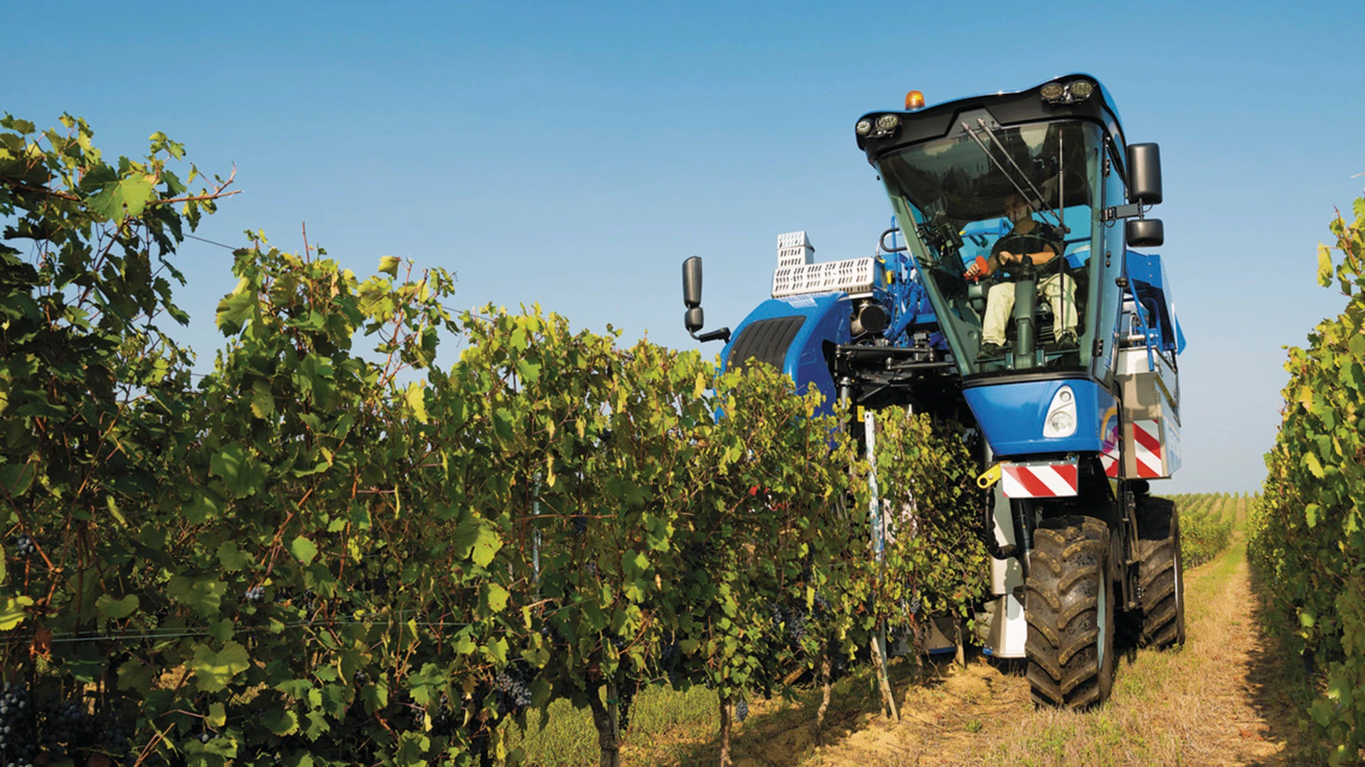 Braud High Capacity Grape Harvester working
