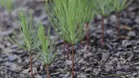 23Q2-tree-seedlings-are-big-business-4.jpg