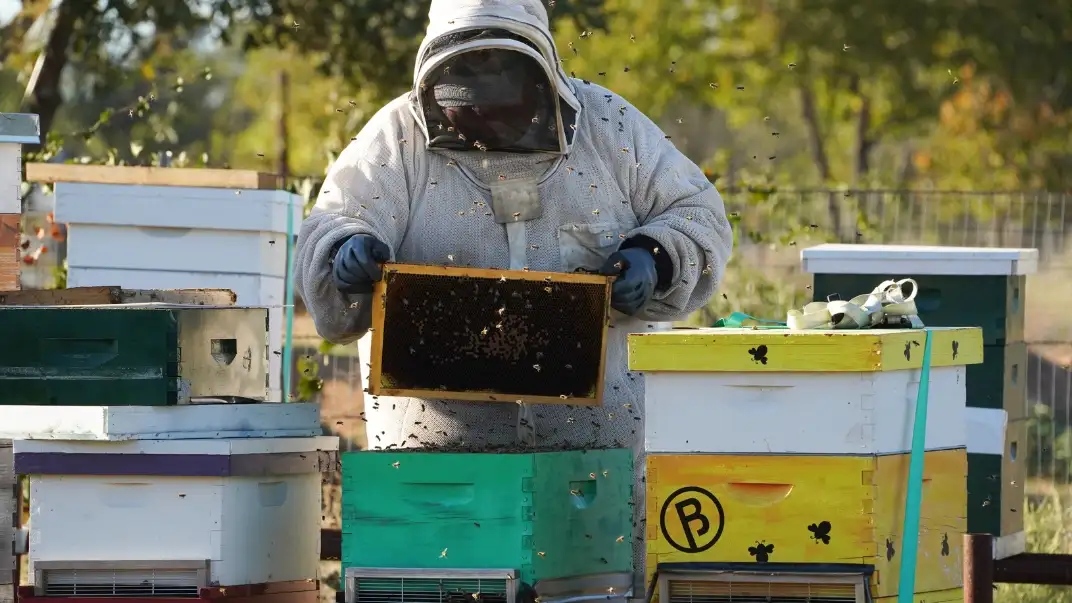 Texas-Bees-1