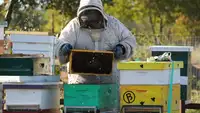 Texas-Bees-1