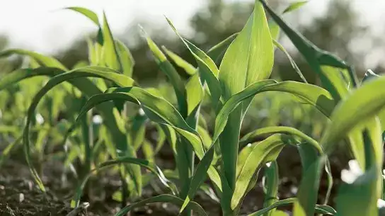 Image of corn plants