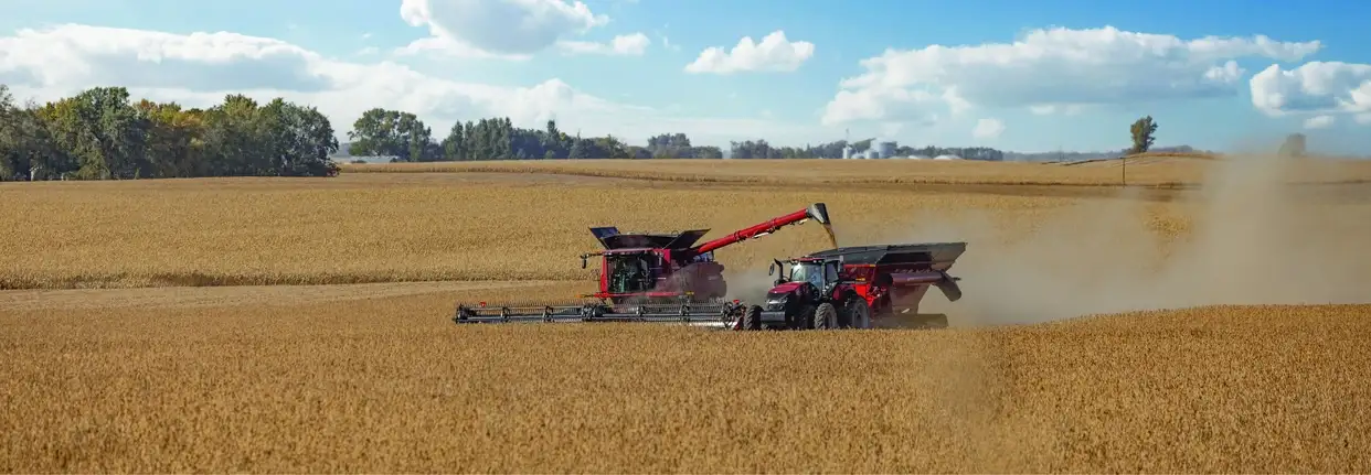 Two Case IH combines harvest a golden wheat field under a clear blue sky with fluffy clouds. 