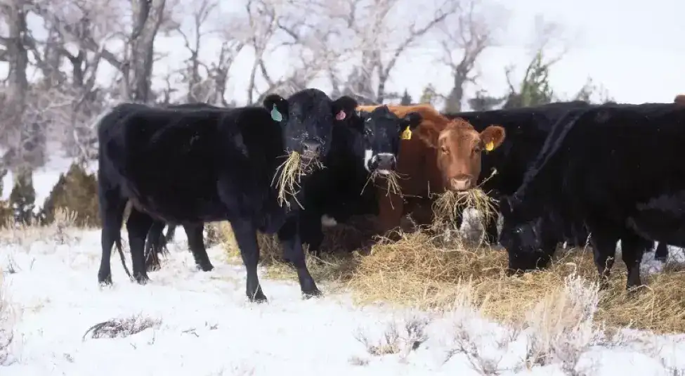 cows eating hay