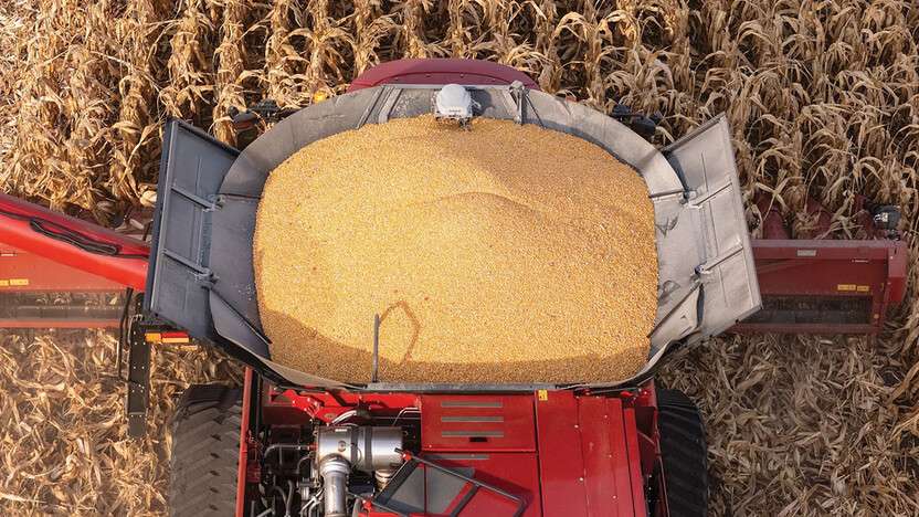 Aerial view of a red Case IH combine harvester filled with harvested yellow corn in a dry cornfield.