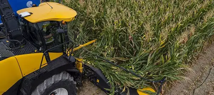 PRODUCTIVE MAIZE HARVESTING