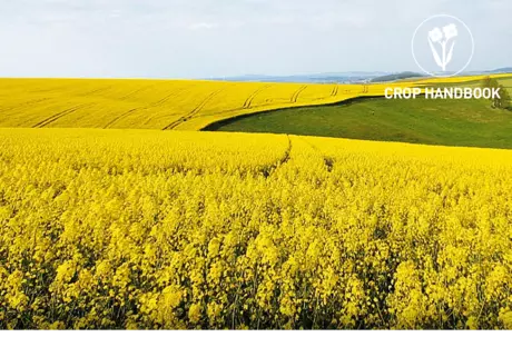 canola-or-rapeseed-overview