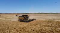 La revolución de la recolección ya está aquí: las primeras New Holland CR11 debutan en los campos de España