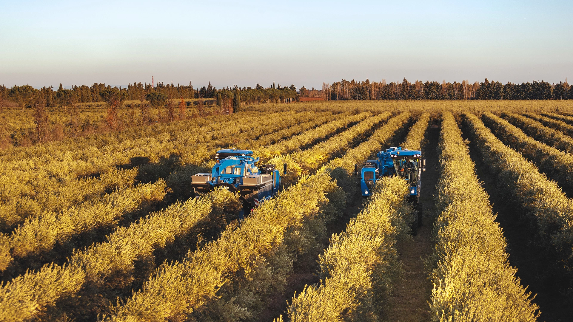 BRAUD 10.90X Olive Harvester on the field