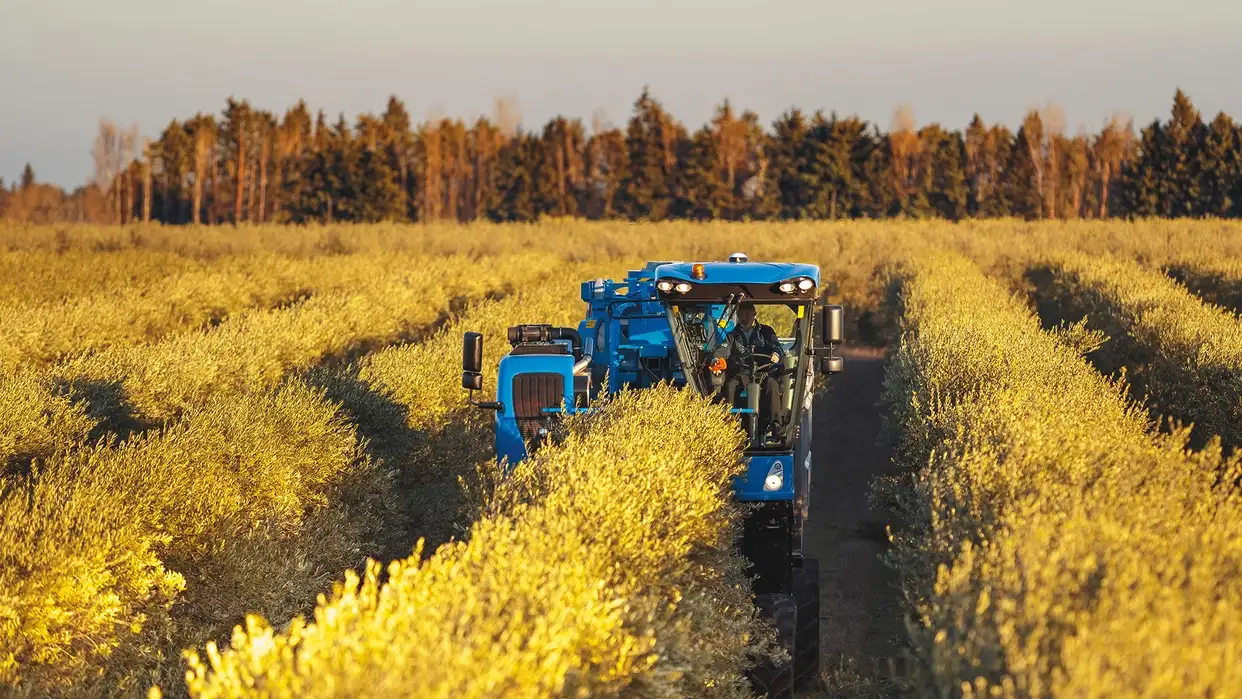 BRAUD 10.90X Olive Machinery harvesting