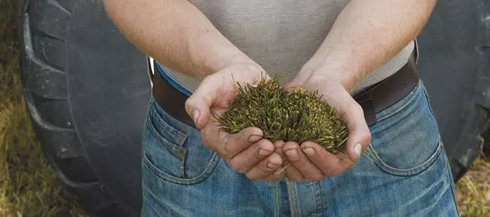 Man holds handful of short crop