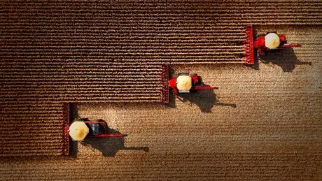 Aerial view of four red Case IH combine harvesters working in parallel rows in a brown crop field.