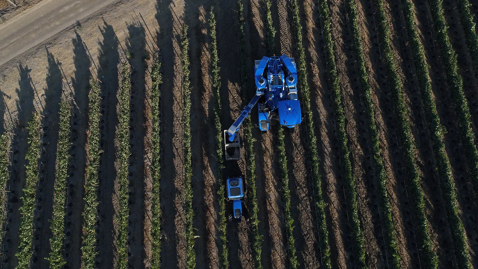 Braud 9090X Grape harvesting machine on the wineyard 