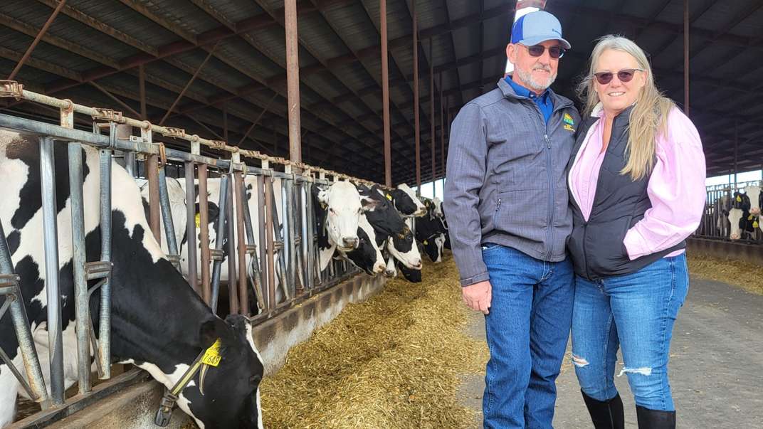 A man and a woman stand together with rows of cows on either side.