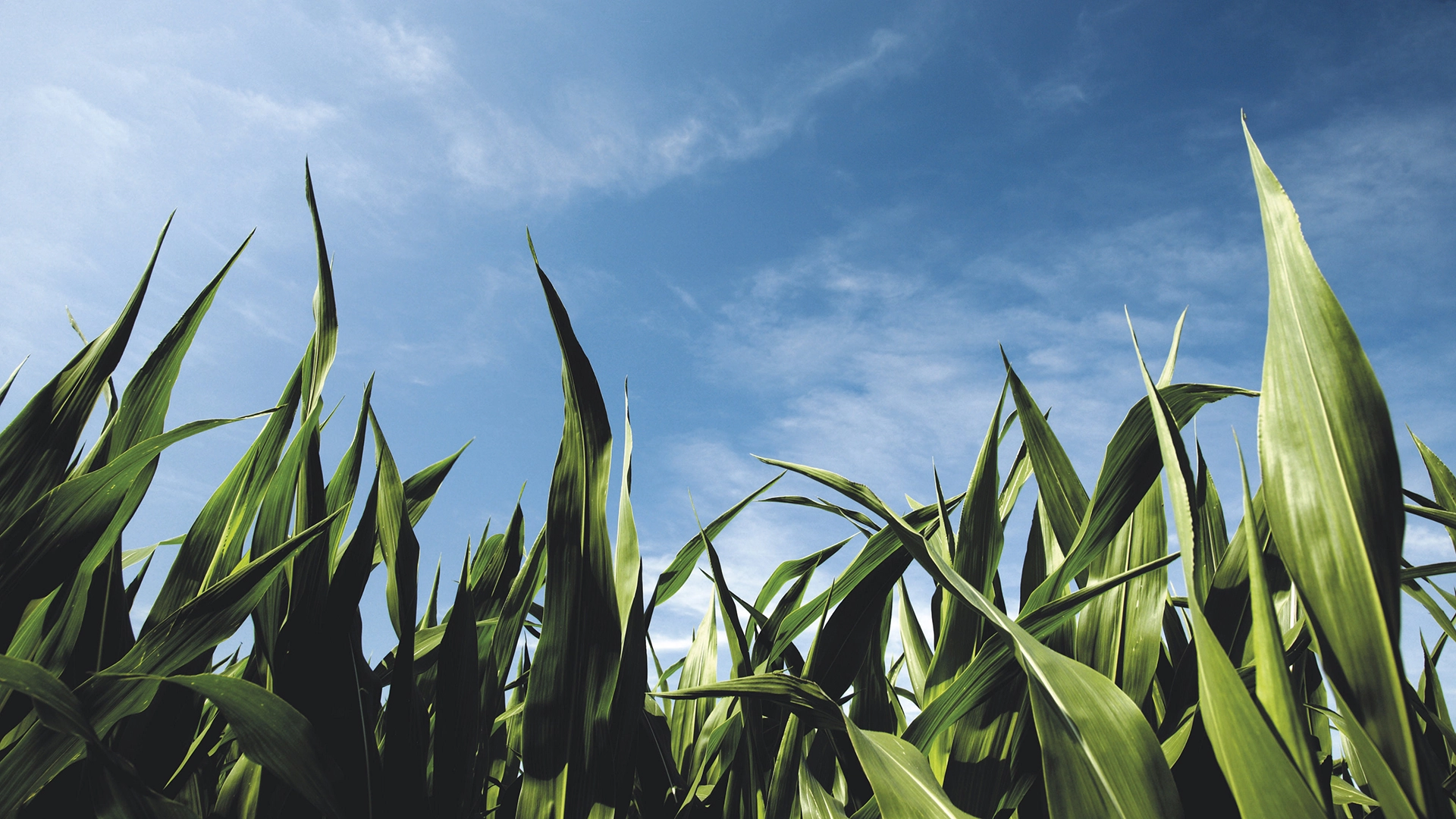 agriculture.newholland.com