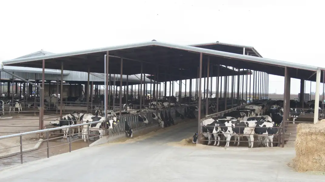 Dairy barn with numerous cows under a covered structure.