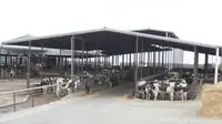 Dairy barn with numerous cows under a covered structure.