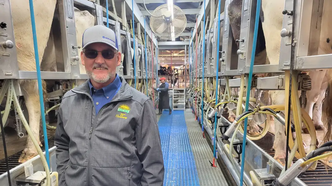 A man smiling surrounded by cows and milking equipment.