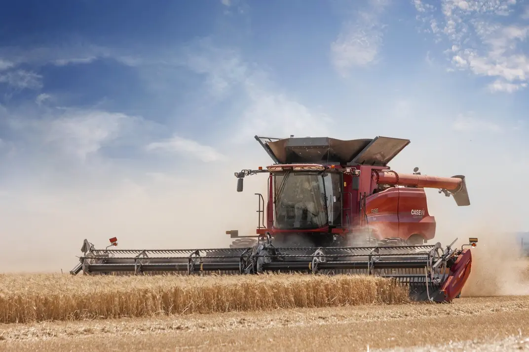 Case IH combine harvesting wheat