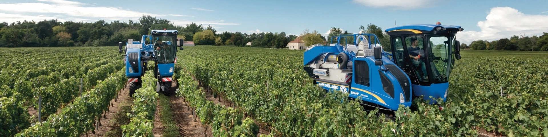 New Holland grape harvesters in the field