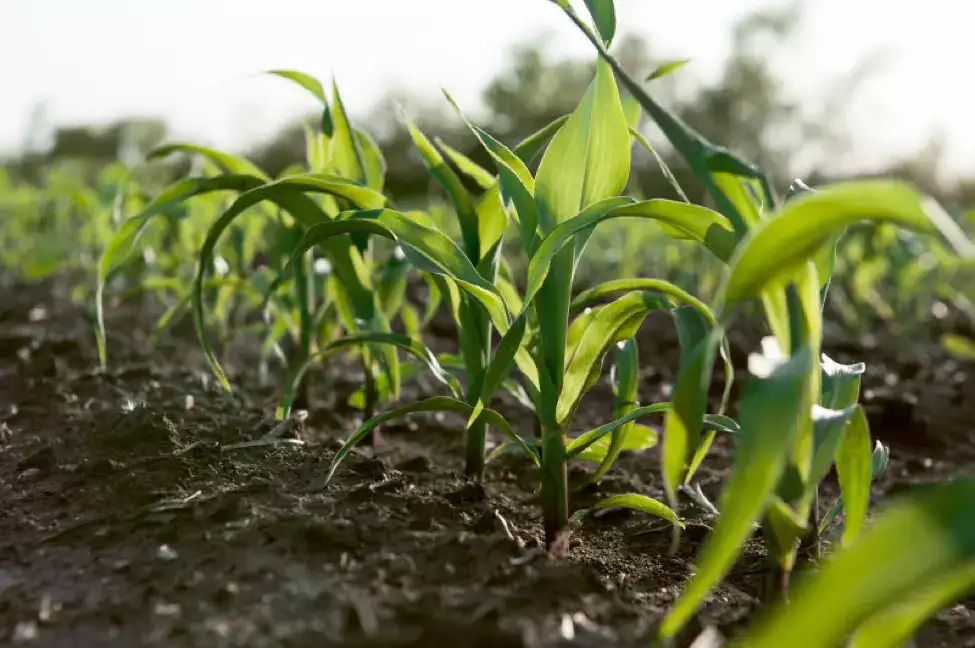 Crops growing in a field