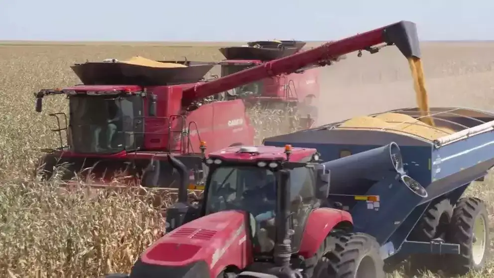  Image of several Case IH Axial Flow Combines in corn field