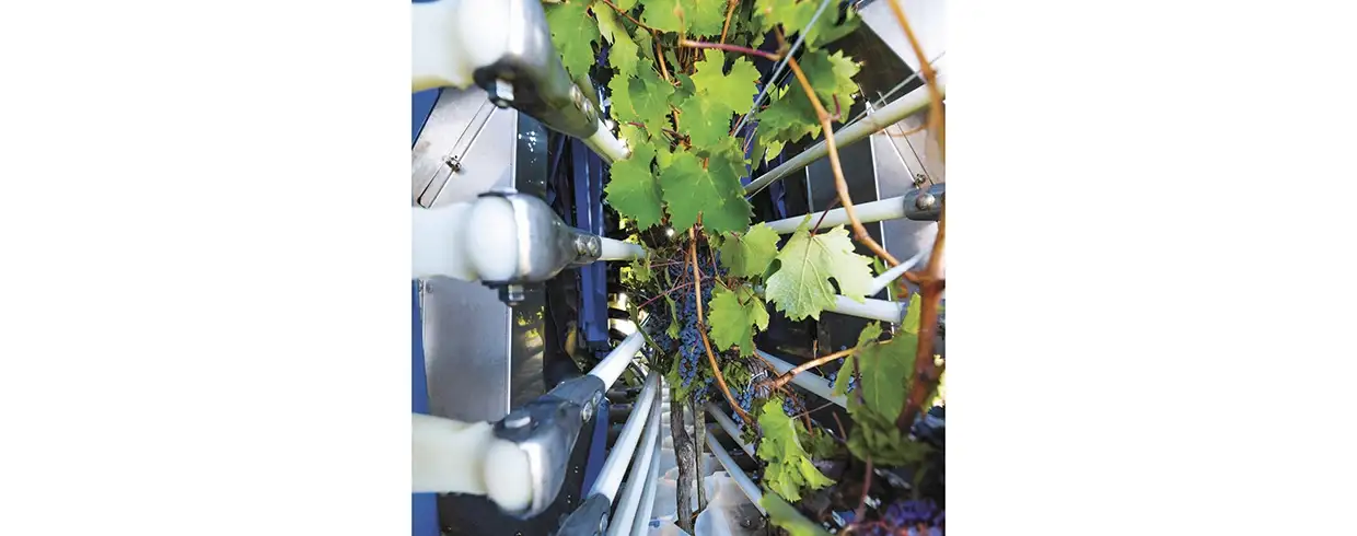 9090X GRAPE HARVESTERS - Harvesting