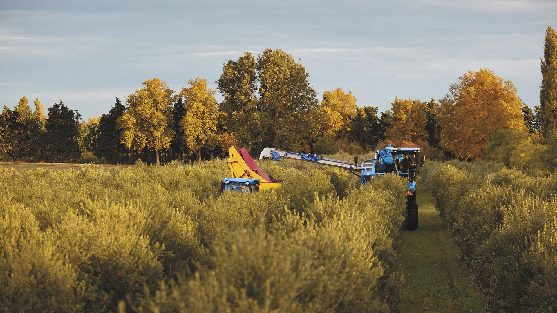 Braud 9090X Olive Harvesters | New Holland AFRICA