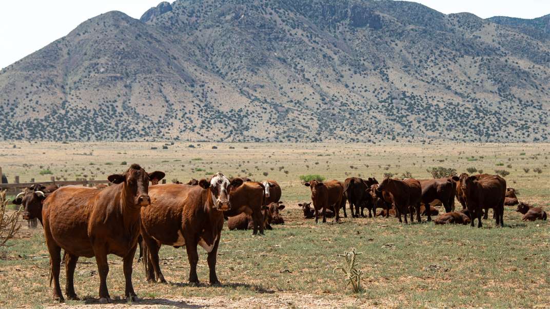 Herd of brown cows in a field with mountains.