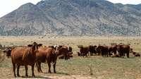Herd of brown cows in a field with mountains.