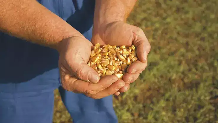 Manutenção Uptime Poupança