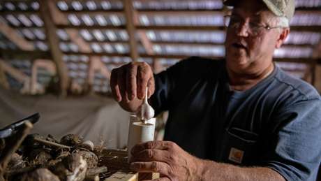 Farmer holds garlic bulb