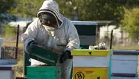 Texas Bees 5