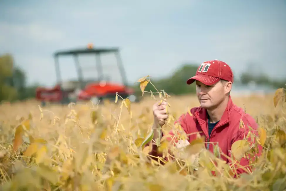 Man examining soybean plant