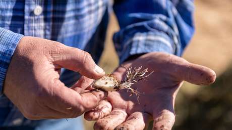 Farmer holds a freshly harvested garlic clove