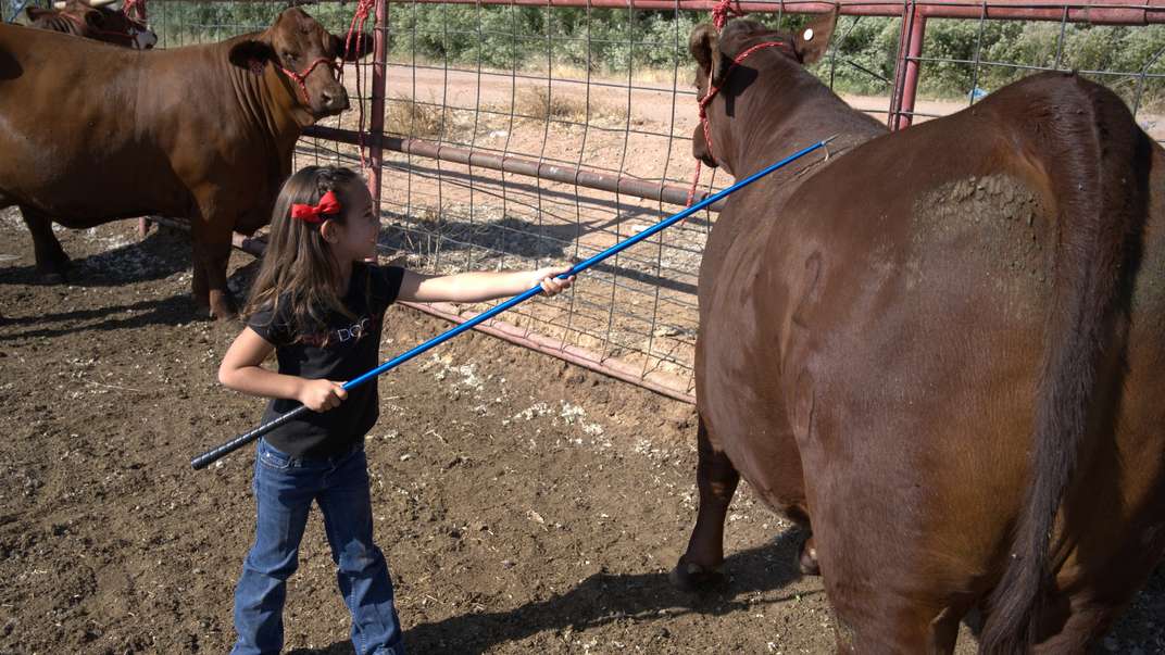 Girl with a tool grooming a cow.