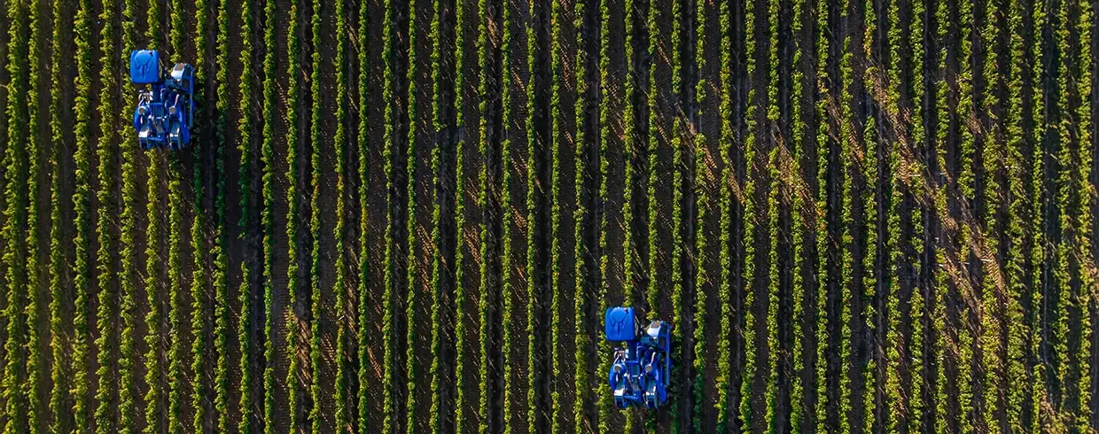 MULTI-MACHINE GRAPE HARVESTING