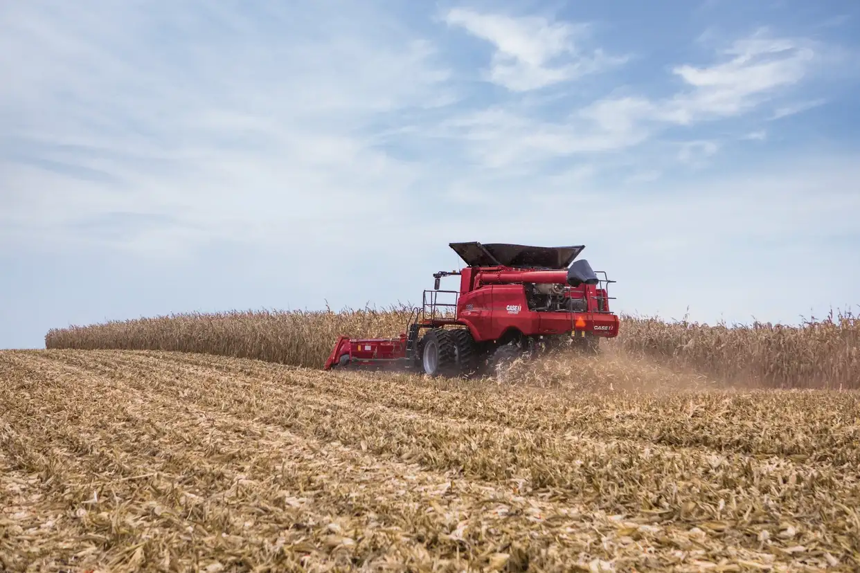 Case IH red combine harvester works through a cornfield, kicking up dust beneath a bright blue sky in a busy rural harvest scene.
