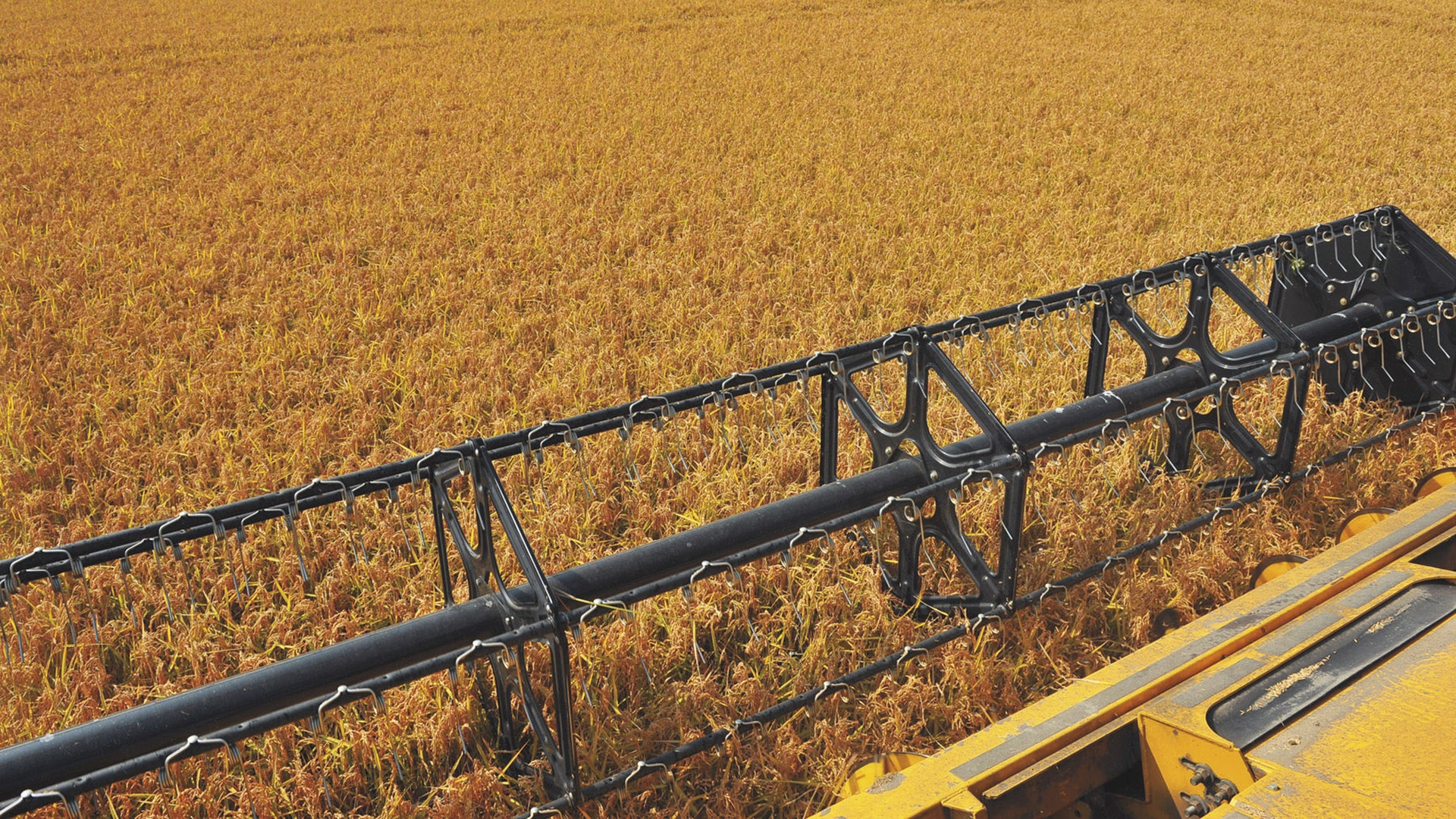 High capacity grain harvester; detailed view of cutting mechanism over golden wheat field, ready for harvest.