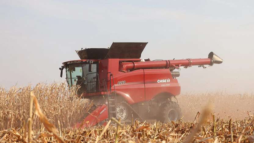 A red Case IH combine harvester operates in a cornfield, harvesting corn under a clear sky.