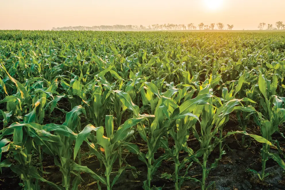 Photocopy_Corn_Plants_0713_BMS-0191