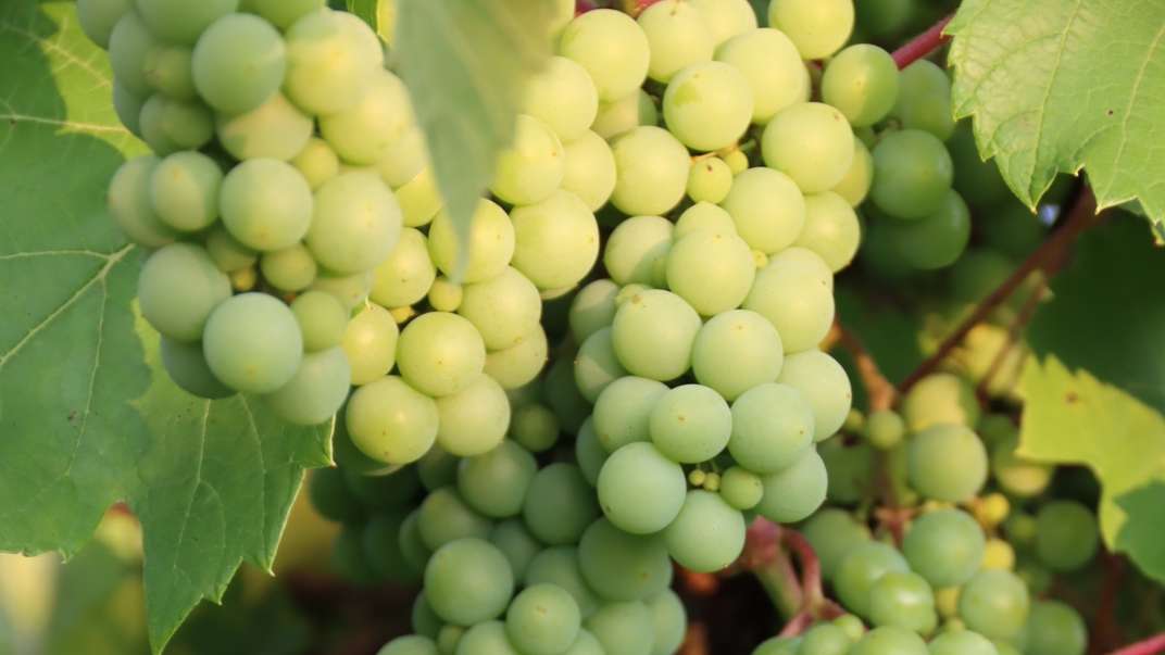 Bundle of green grapes on a vine.