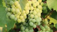 Bundle of green grapes on a vine.