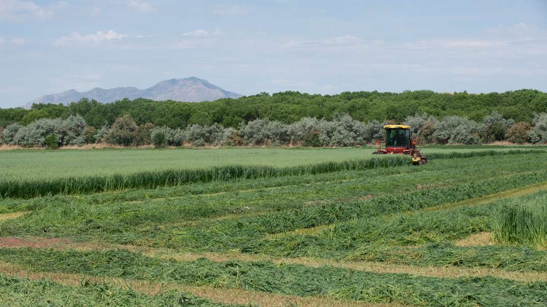 Speedrower self-propelled windrower mowing hay in a field.