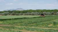 Speedrower self-propelled windrower mowing hay in a field.