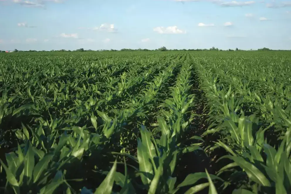 image of corn field photocopy plants