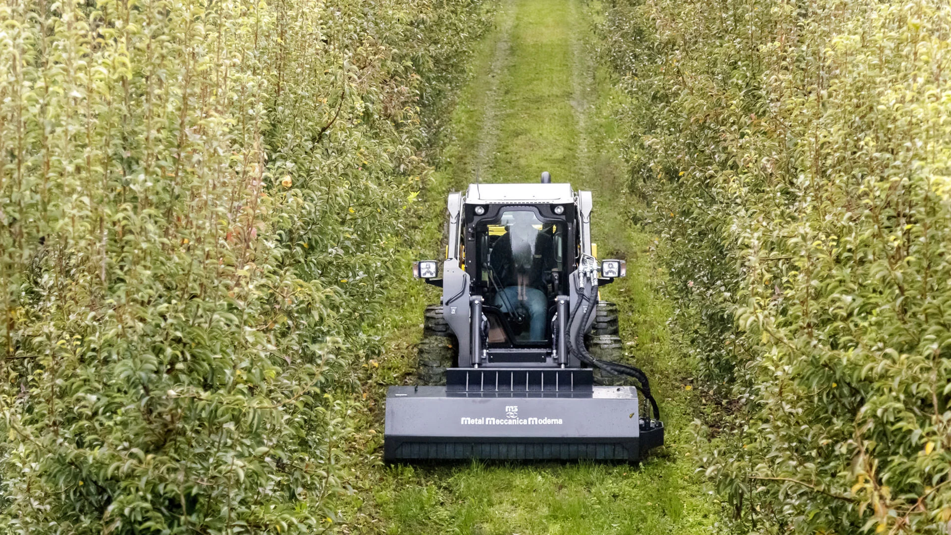 Skid steer loader by navigating orchard path, surrounded by lush fruit trees.
